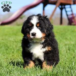 Crooked Jim, Bernese Mountain Dog Puppy